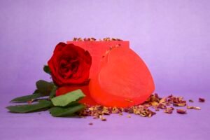 Soft Rose (Pack of 3)